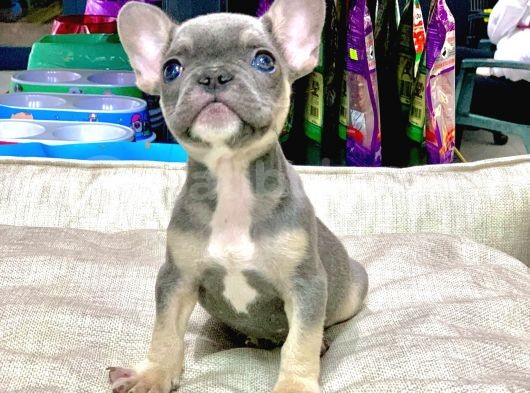 Li̇lak Tan French Bulldog Erkek Yavrumuz görsel