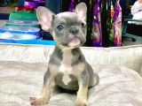 Li̇lak Tan French Bulldog Erkek Yavrumuz