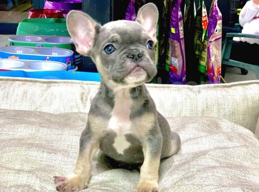 Li̇lak Tan French Bulldog Erkek Yavrumuz görsel