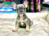 LİLAK TAN FRENCH BULLDOG ERKEK YAVRUMUZ