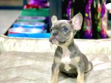 Li̇lak Tan French Bulldog Erkek Yavrumuz
