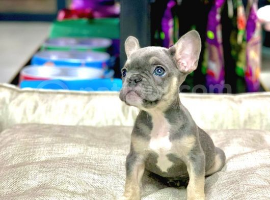 Li̇lak Tan French Bulldog Erkek Yavrumuz görsel