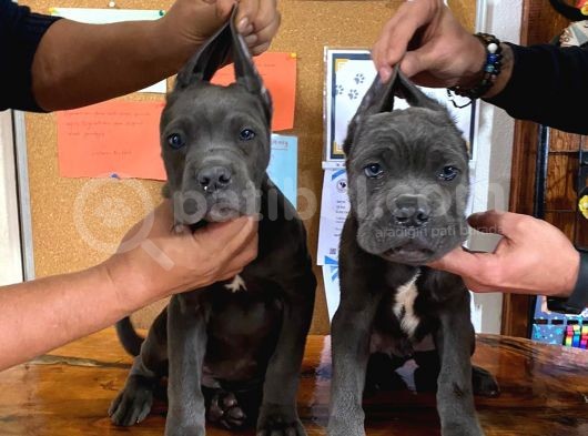 Cane Corso Yavrulari Mama Ve Malzeme Kampanyali