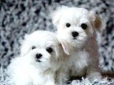 Maltesse Terrier Cinsi Güzel Yavrular