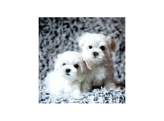 Maltesse Terrier Cinsi Güzel Yavrular