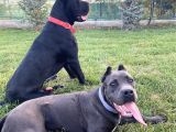 Cane Corso Yavrulari Mama Ve Malzeme Kampanyali