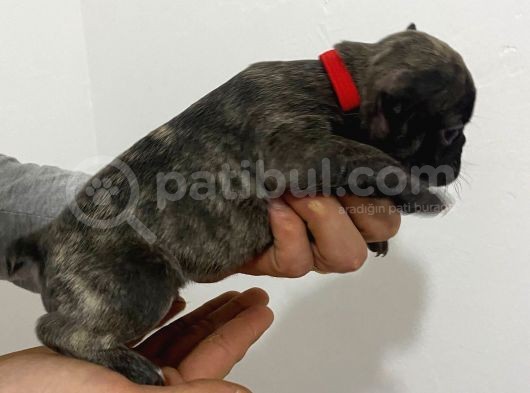 50 Günlük French Buldog görsel