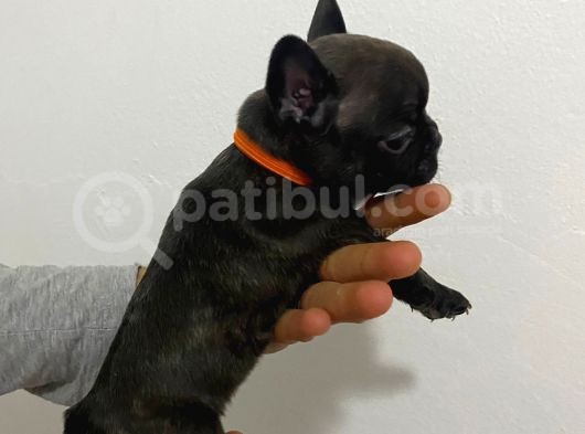 50 Günlük French Buldog