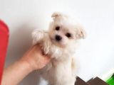 xs maltese bebekler