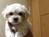 Xs Maltese Bebekler