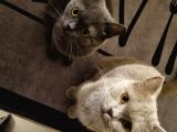 2 Britihs Shorthair Biri 4 Aylık Erkek Diğeri 2Yasinda Dişi