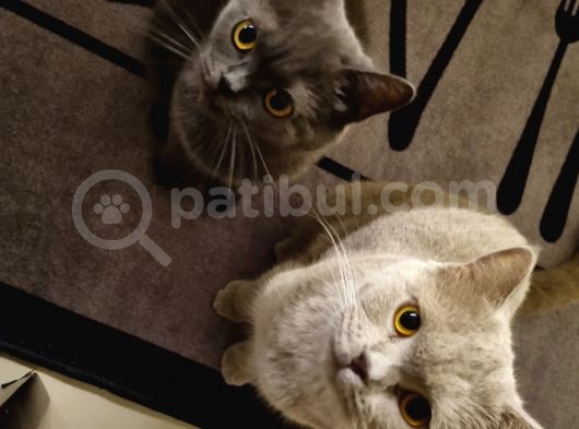 2 Britihs Shorthair Biri 4 Aylık Erkek Diğeri 2Yasinda Dişi görsel