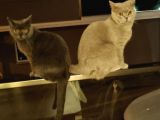 2 Britihs Shorthair Biri 4 Aylık Erkek Diğeri 2Yasinda Dişi