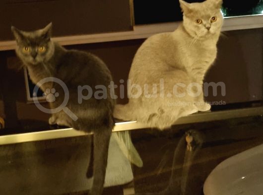 2 Britihs Shorthair Biri 4 Aylık Erkek Diğeri 2Yasinda Dişi görsel