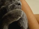 2 britihs shorthair biri 4 aylık erkek diğeri 2yasinda dişi