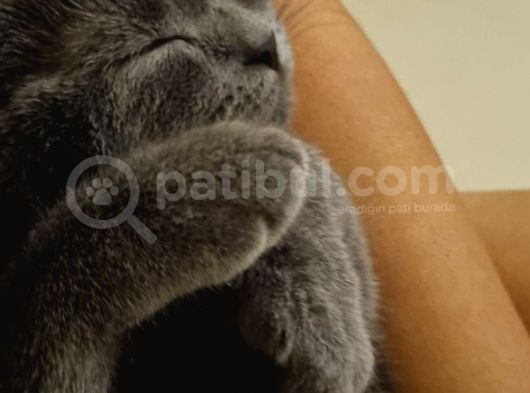 2 Britihs Shorthair Biri 4 Aylık Erkek Diğeri 2Yasinda Dişi