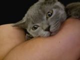 2 Britihs Shorthair Biri 4 Aylık Erkek Diğeri 2Yasinda Dişi