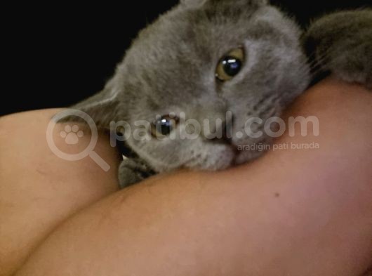 2 Britihs Shorthair Biri 4 Aylık Erkek Diğeri 2Yasinda Dişi görsel