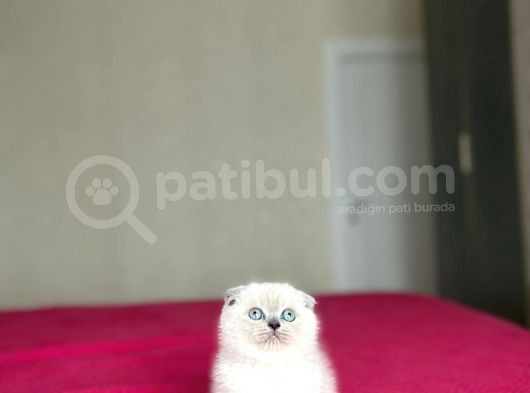 Emsalsi̇z Güzelli̇kte Scotti̇sh Fold Yavrularimiz görsel