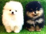 POMERRİAN BOO AYI SURATLI 