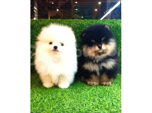 Pomerri̇an Boo Ayi Suratli 