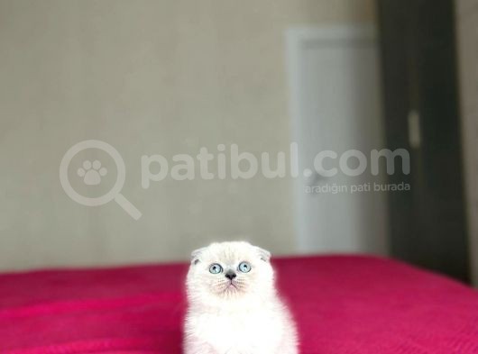 Emsalsi̇z Güzelli̇kte Scotti̇sh Fold Yavrularimiz görsel
