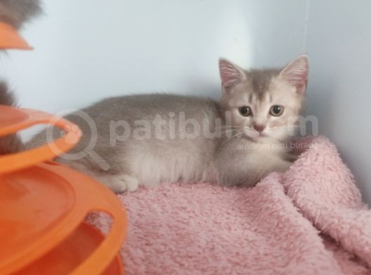 Dünya Tatlisi Prensleri̇m görsel