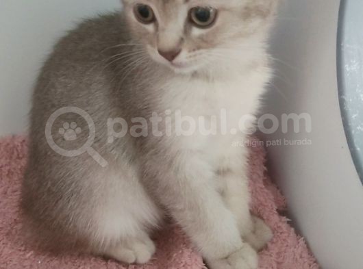 Dünya Tatlisi Prensleri̇m görsel