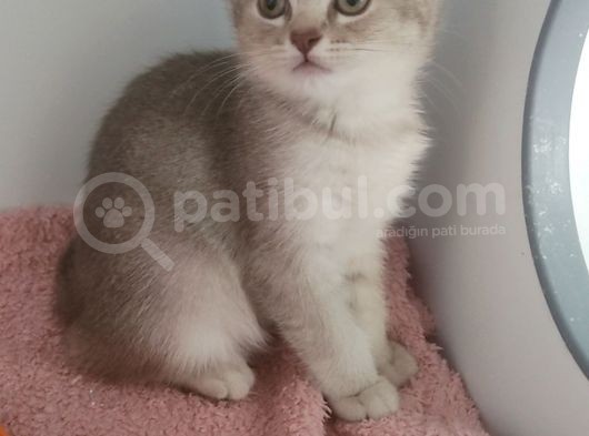 Dünya Tatlisi Prensleri̇m görsel
