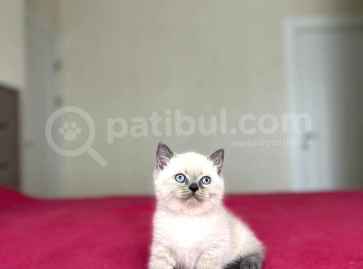 Sevi̇mli̇ Bri̇ti̇sh Shorthai̇r Blue Poi̇nt Yavrularim görsel