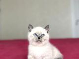 SEVİMLİ BRİTİSH SHORTHAİR BLUE POİNT YAVRULARIM