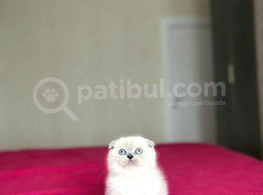 Emsalsi̇z Güzelli̇kte Scotti̇sh Fold Yavrularimiz görsel