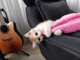 British Shorthair Golden