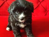 minik maltipoo bebeğimiz