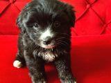 Minik Maltipoo Bebeğimiz