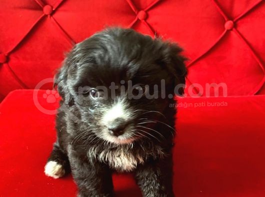 Minik Maltipoo Bebeğimiz görsel