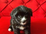 Minik Maltipoo Bebeğimiz