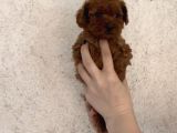 Orjinal Mini Boy Poodle Yavrular 