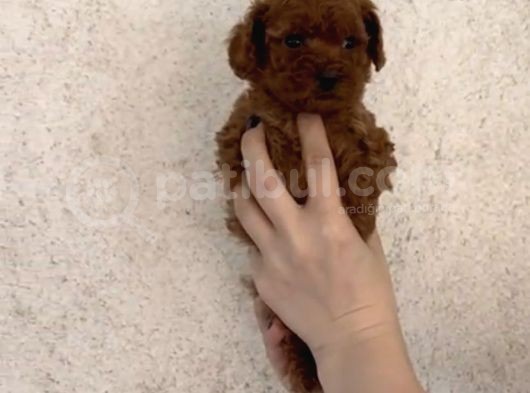 Orjinal Mini Boy Poodle Yavrular  görsel