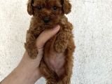 Orjinal mini boy poodle yavrular 