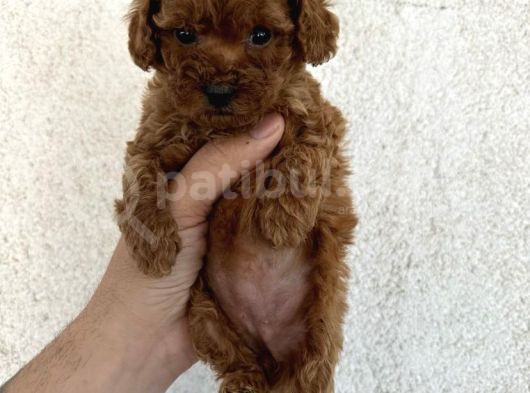 Orjinal Mini Boy Poodle Yavrular 