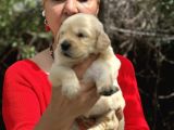 Bebek Yüzlü Mükemmel Golden Retriever Yavrularımız