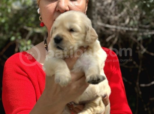 Bebek Yüzlü Mükemmel Golden Retriever Yavrularımız görsel