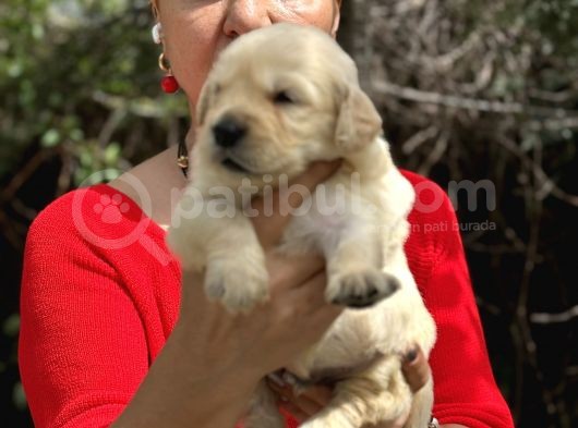 Bebek Yüzlü Mükemmel Golden Retriever Yavrularımız görsel