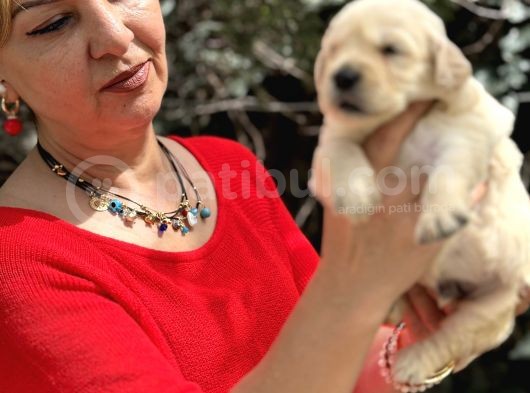 Bebek Yüzlü Mükemmel Golden Retriever Yavrularımız görsel