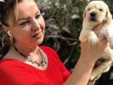 Bebek Yüzlü Mükemmel Golden Retriever Yavrularımız