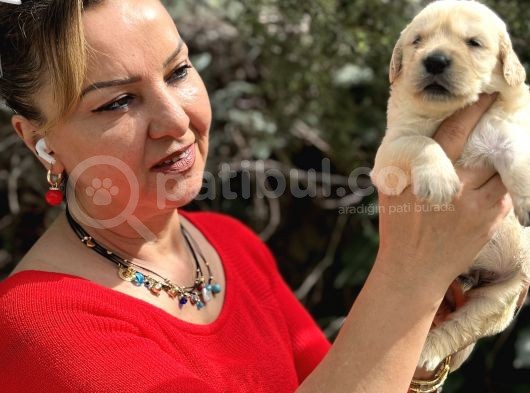 Bebek Yüzlü Mükemmel Golden Retriever Yavrularımız görsel