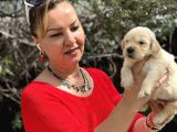 Bebek Yüzlü Mükemmel Golden Retriever Yavrularımız