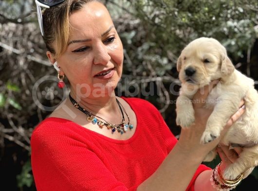 Bebek Yüzlü Mükemmel Golden Retriever Yavrularımız görsel