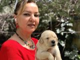 Bebek Yüzlü Mükemmel Golden Retriever Yavrularımız